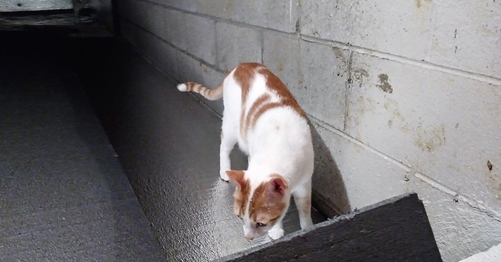 Mold Exposure in Pets – What are the Signs? - Alpha Foundations